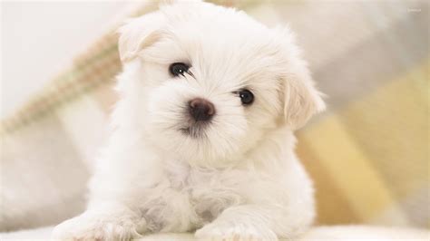 Cute white fluffy puppy with black eyes wallpaper - Animal wallpapers - #52729