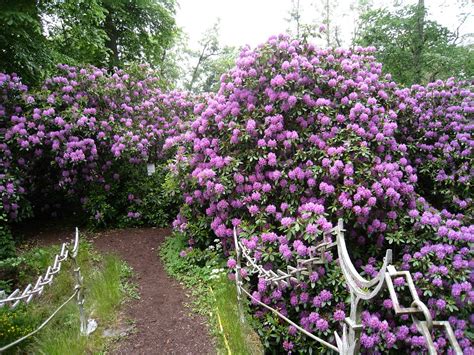 Rhododendron Shrubs Flowering · Free photo on Pixabay