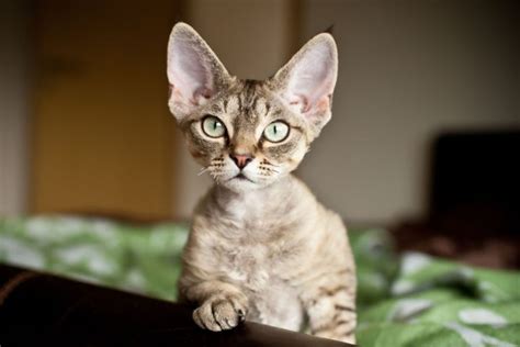 6 Devon Rex Breeders Worth Checking