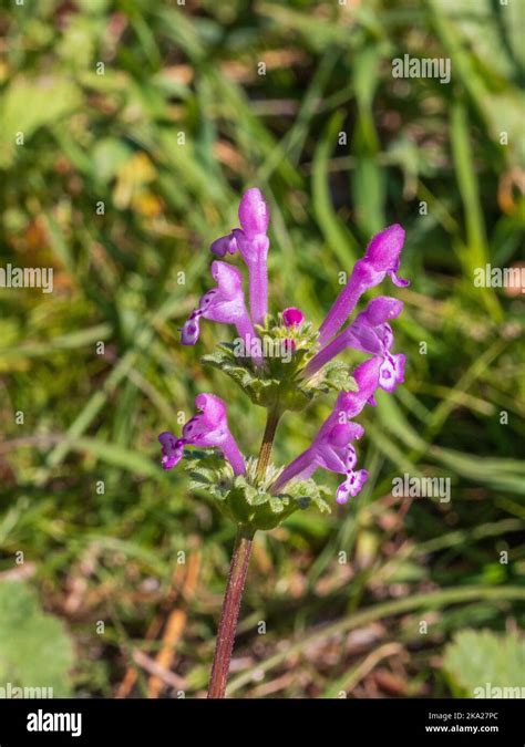 Lamium amplexicaule, Henbit Deadnettle Flower Stock Photo - Alamy