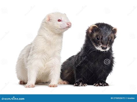 Two Ferrets Standing Together, Isolated on White Stock Photo - Image of ...