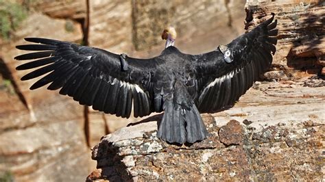 California Condor Reaches Conservation Milestone : NPR