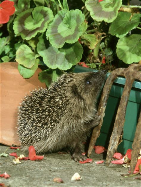 How To Help Hedgehogs In Your Garden