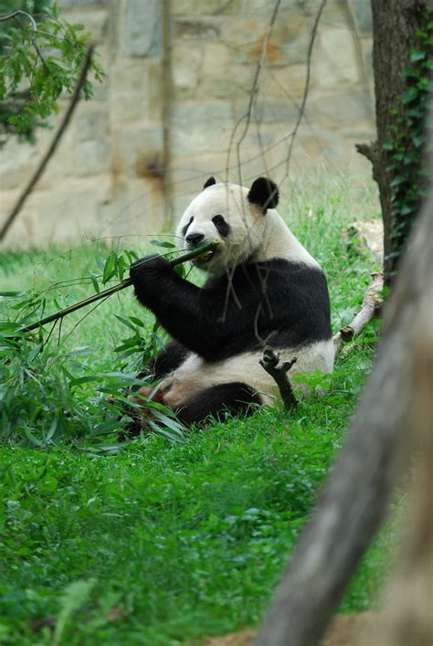 Giant Panda Eating Bamboo | Eric Kilby | Flickr