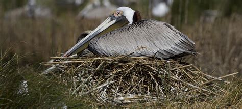 Nest Watch in 360: Pelicans, Terns and Ibis | Audubon North Carolina