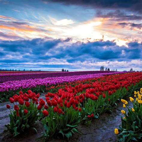 Skagit Valley Tulip Festival - Official Skagit Valley Tourism Website