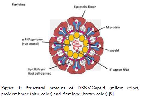 Dengue Fever Virus Structure