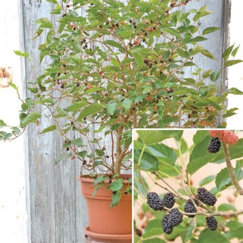 Mulberry Tree: How to Grow Mulberries | Mulberry tree for sale at Logee's