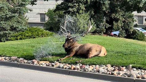 Bull Elk With Huge Antlers Saved From Wire Fence