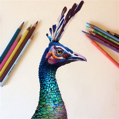 Colored Pencil Peacock Study on Behance