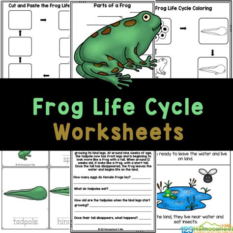 🐸 FREE Frog Life Cycle Worksheets for Kids