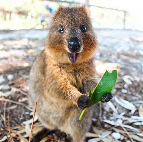 This quokka loves this leaf : aww