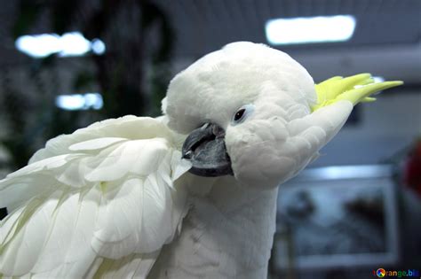 Cockatoo clean feathers free image - № 10762