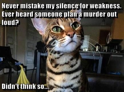 Never mistake my silence for weakness (With images) | Funny animal memes, Funny cats, Funny animals