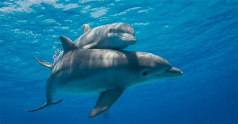 Dolphin Reproduction: How Do Dolphins Mate and Reproduce? - A-Z Animals