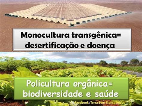 Rules of Green: Monoculture vs. Polyculture