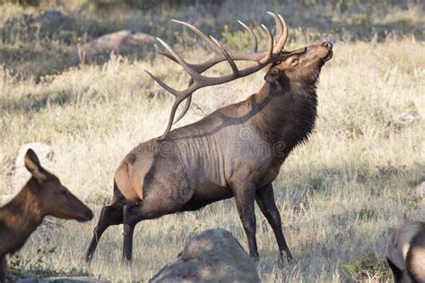 Big Bull Elk Scratching Self With Antlers Stock Photo - Image: 36503922