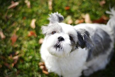 How To Stop Your Dog Barking - I Love Shih Tzu | Dog barking, Dogs, Shih tzu