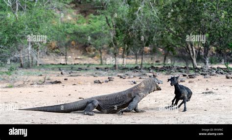 The dragon attacks. The Komodo dragon attacks the prey. The Komodo dragon, scientific name ...