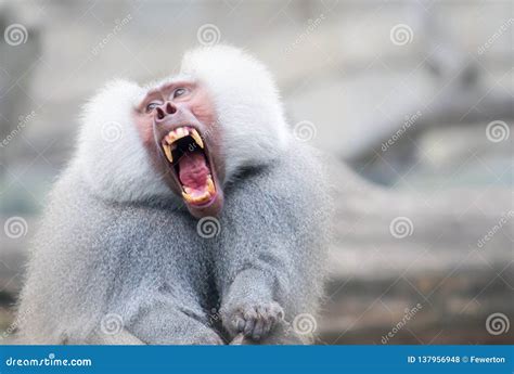 Baboon Monkey Pavian, Genus Papio Screaming Out Loud with Large Open ...