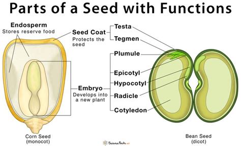 Parts of a Seed, Their Structure, and Functions with Diagram | Parts of a seed, Seeds, Seed ...