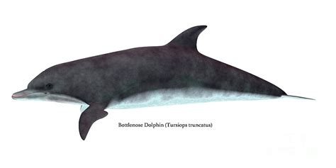 Bottlenose Dolphin Side Profile Digital Art by Corey Ford