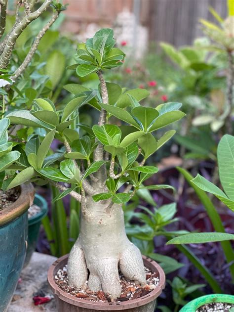 Adenium Thai soco | Etsy