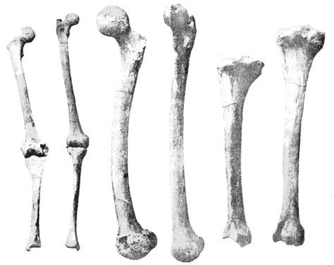 File:PSM V44 D639 Showing leg bones.png