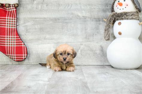 Shorkie puppies for sale | Small cross breed puppies for sale in Ohio