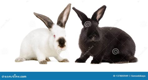 White Albino Rabbit and Black Rabbit Sitting Together Stock Image - Image of couple, length ...