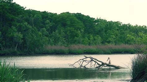 Altamaha-ha Monster (cryptozoology documentary) - YouTube