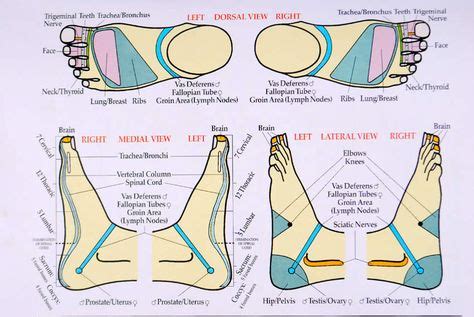 eye reflexology points - Google Search | Reflexology points, Reflexology, Foot reflexology