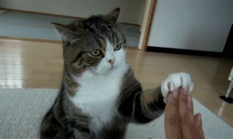 Cat high five GIF - Find on GIFER