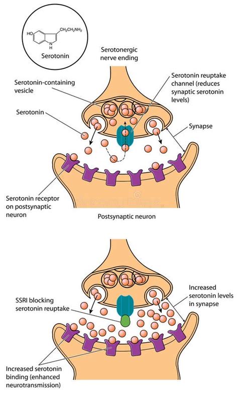 Reuptake Neuron