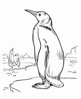 30 Free Penguin Coloring Pages Printable sketch template