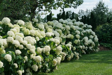 hydrangea_arborescens_incrediball_dsc03354.jpg | Proven Winners