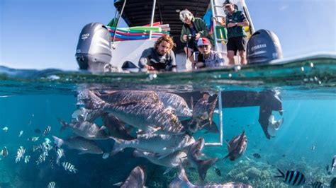 Glass Bottom Boat & Snorkel Tour, 2 Hours - Ningaloo Reef - Adrenaline