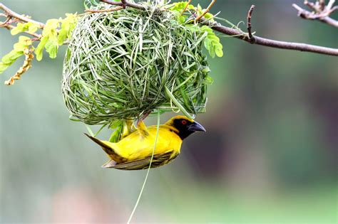 Bird's Nest Pictures 2015 – Birds Nest Images And Wallpapers Nesting Birds