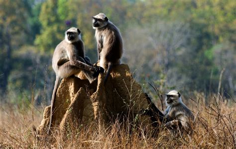 8 wildlife reserves in Rajasthan worth a visit | Condé Nast Traveller India | India | Experiences