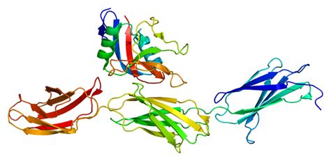 Chondroitin for Joint Health - Supplements in Review