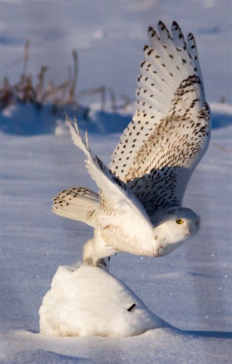 Wingspan by Todd Douglass | 500px | Beautiful birds, Birds butterflies, Beautiful creatures