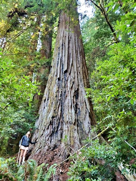 World’s Tallest Tree Is Off-Limits As Redwood National Park Sets Fine