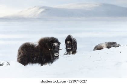 Group Musk Oxen Dovrefjell Mountains Winter Stock Photo 2239748027 | Shutterstock