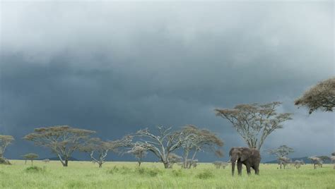 Is the Serengeti safe? Ask an elephant. - Africa Geographic