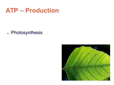 Molecule of the Week ATP Synthase. ...a nanoscale machine Two molecular ...