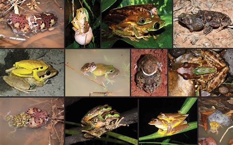 How Does a Frog Reproduce? - AMPHIPEDIA