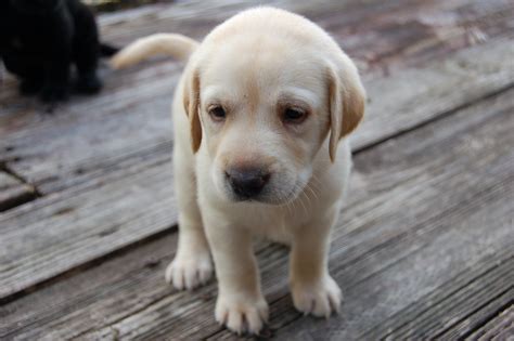 yellow lab puppy | Flickr - Photo Sharing!