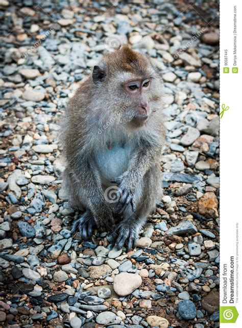 Monkey In The Rain Forest Of Khao Sok Sanctuary, Thailand Royalty-Free ...