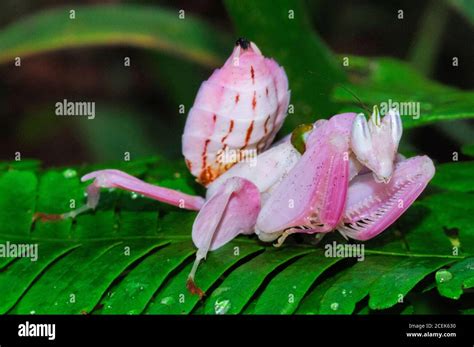 pink orchid mantis, Malaysian orchid mantis, Hymenopus coronatus, or Hymenopus bicornis, a ...