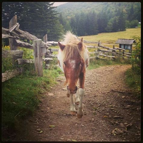 Wild ponies at grayson highlands Grayson Highlands, Hiking In Virginia, Ponies, Bristol, Stuff ...